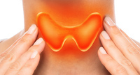 Thyroid Gland