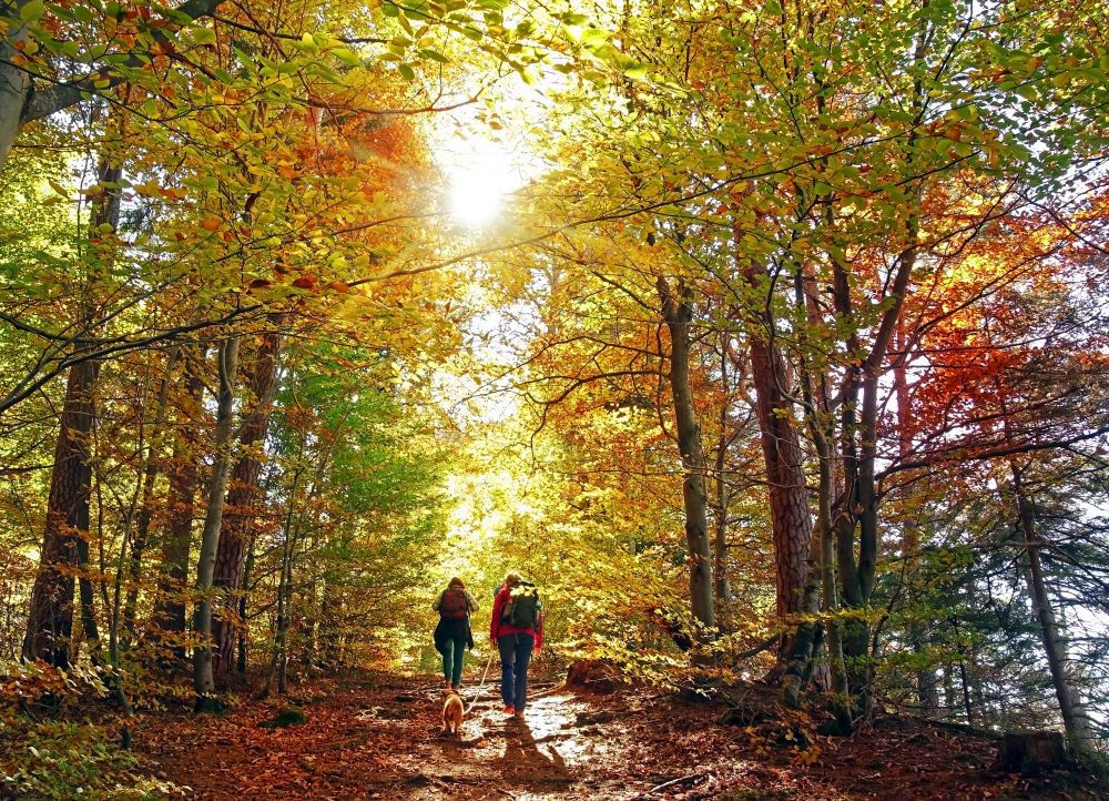 Hikers in the woods in fall