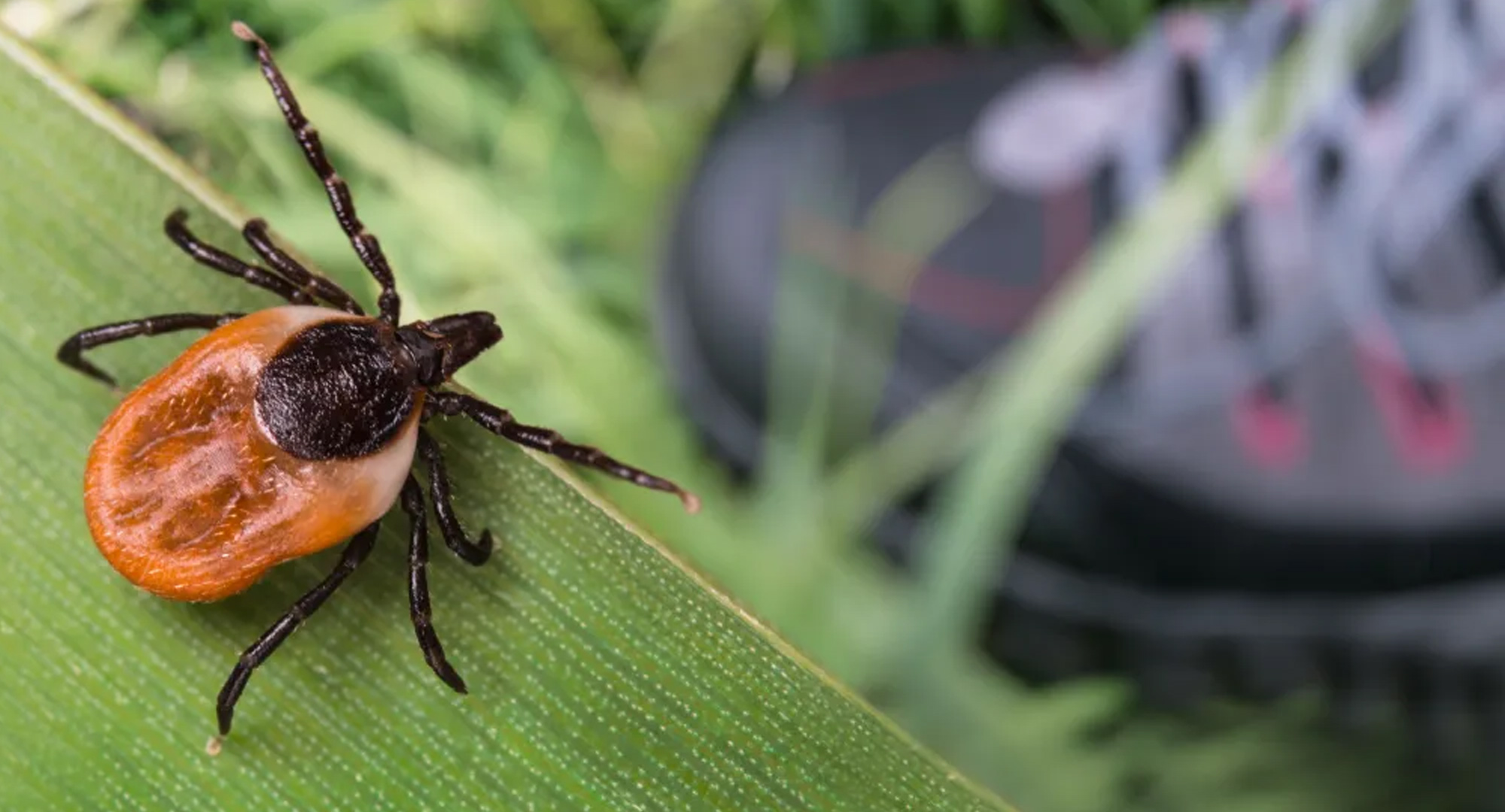 A tick on a leaf with a hiking boot in the background