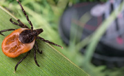 A tick on a leaf with a hiking boot in the background